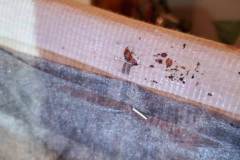 Bed-Bug-Extermination-Kingwood-TX