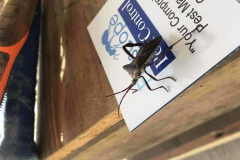 Bed-Bug-Extermination-Spendora-TX