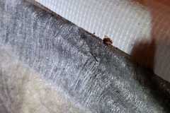 Termite-Control-ClevelandTX