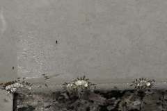 Termite-Control-Spendora-TX