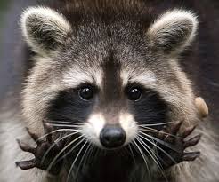 Raccoon Home Invader