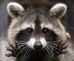 Raccoon Home Invader Raccoon Home Invader