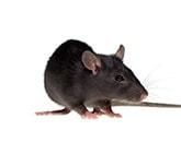 Pest Control In The Kitchen: Basics