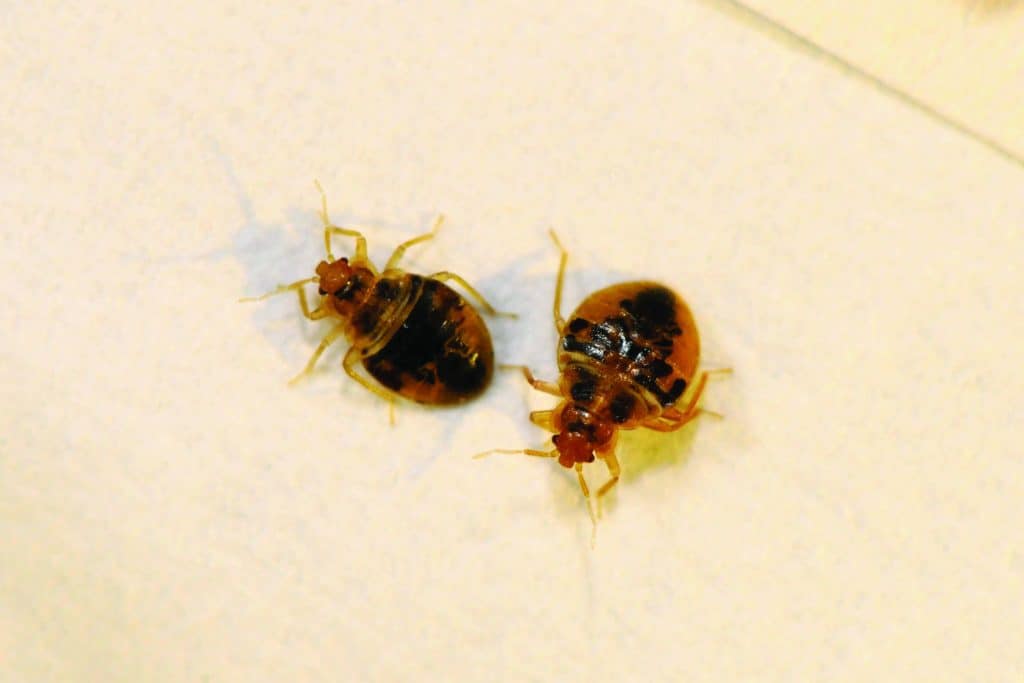 How to Get Rid of bed bugs How to Get Rid of bed bugs
