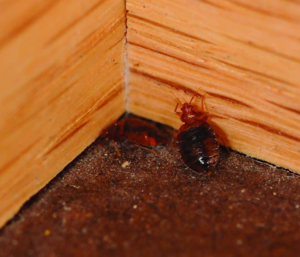 Bed Bug Extermination