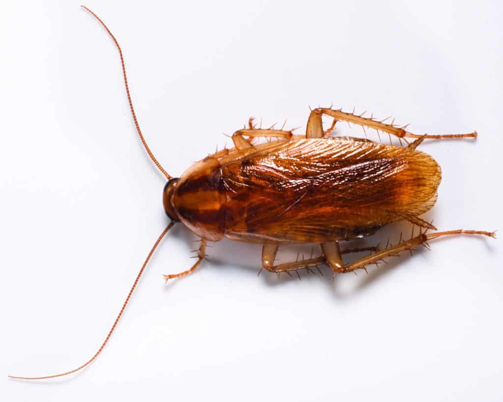 german roach control kingwood