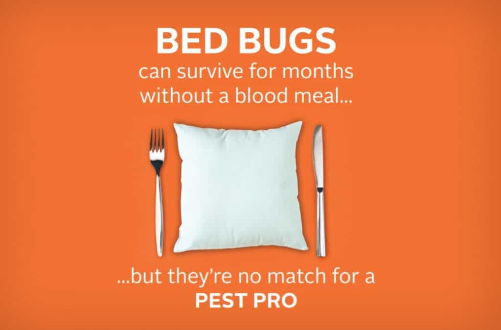 Professional Bed Bug Control