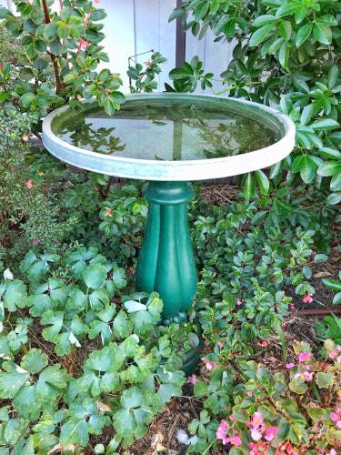 Bird Bath min