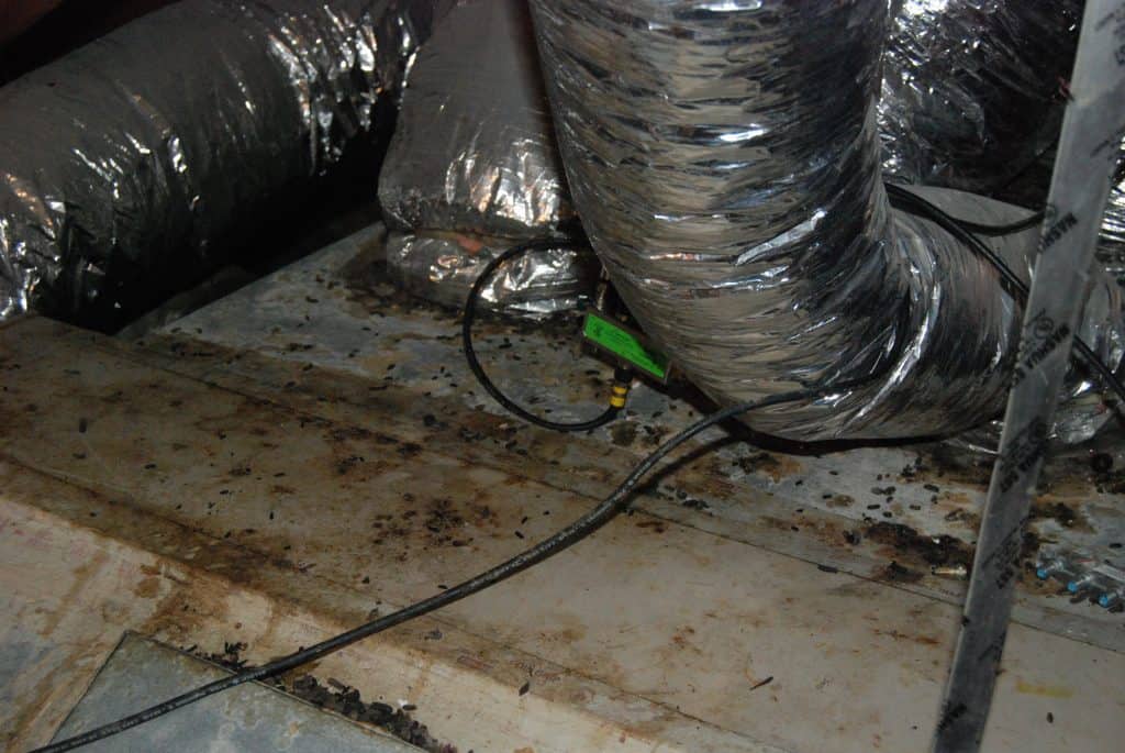 Signs you have a rodent in attic Signs you have a rodent in attic