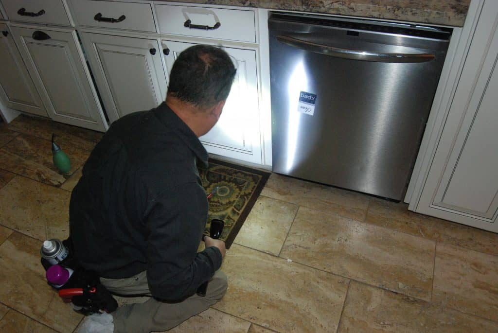 Oriental Roach Inspection Oriental Roach Inspection