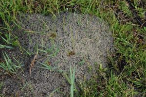 Fire Ant Mound