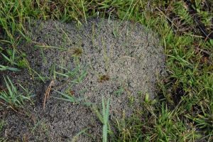 Fire Ant Mound