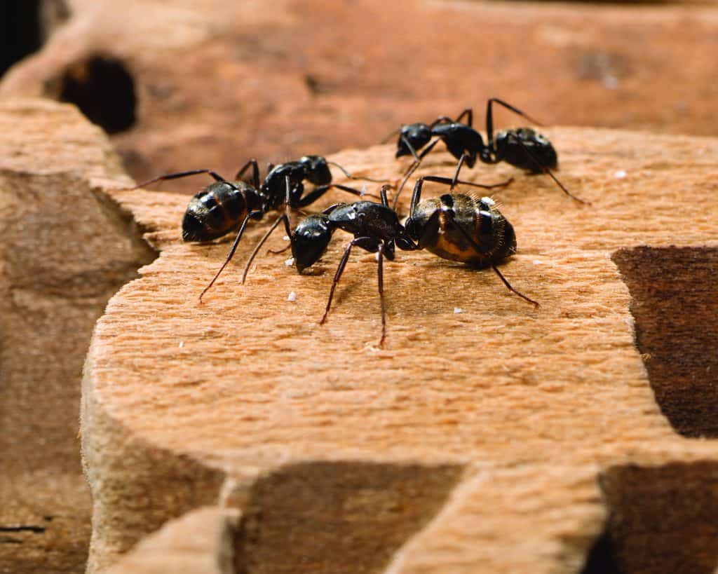 Carpenter Ants Kingwood