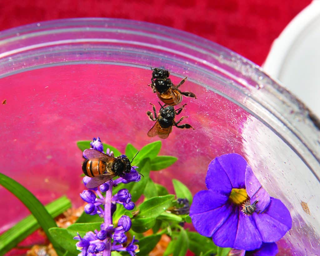 How to Control Stinging Insects How to Control Stinging Insects