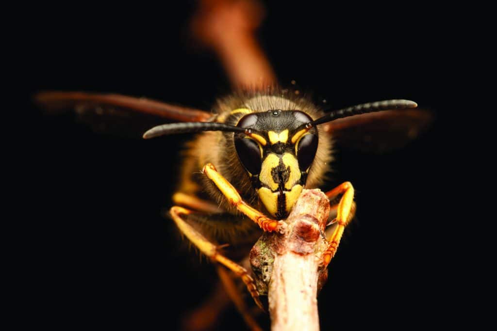 How to Control Stinging Insects How to Control Stinging Insects