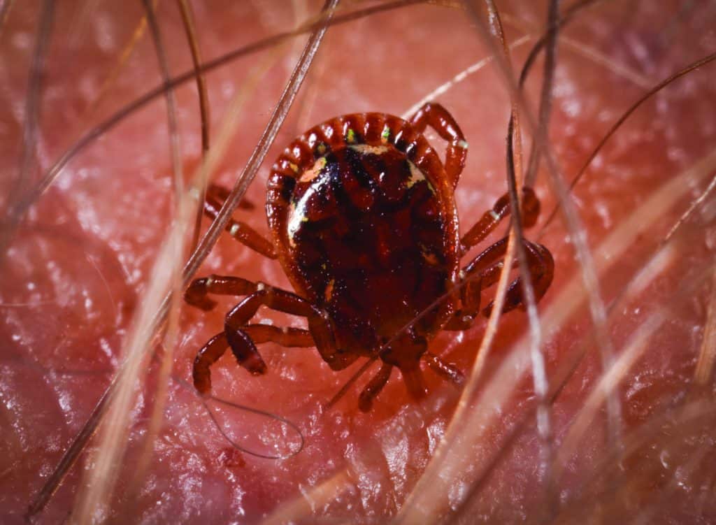 Best Flea and Tick Control Best Flea and Tick Control