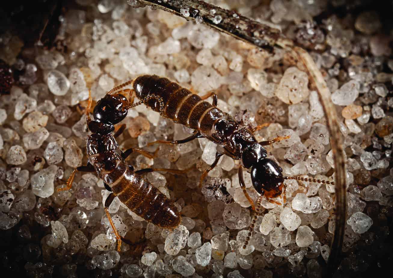 MARCH 15-21 IS TERMITE AWARENESS WEEK