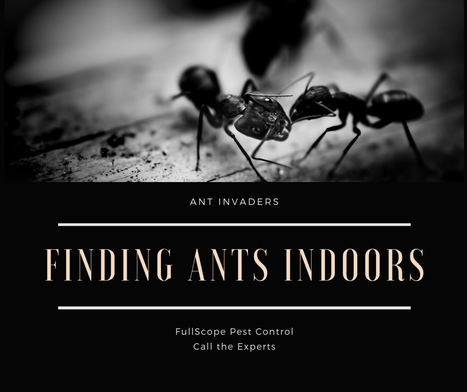 Ant Invaders Ant Invaders