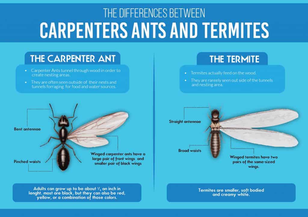 Carpenter ants & Termites Carpenter ants & Termites