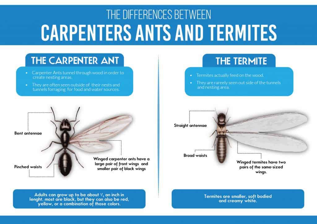 Carpenter Ants vs Termites