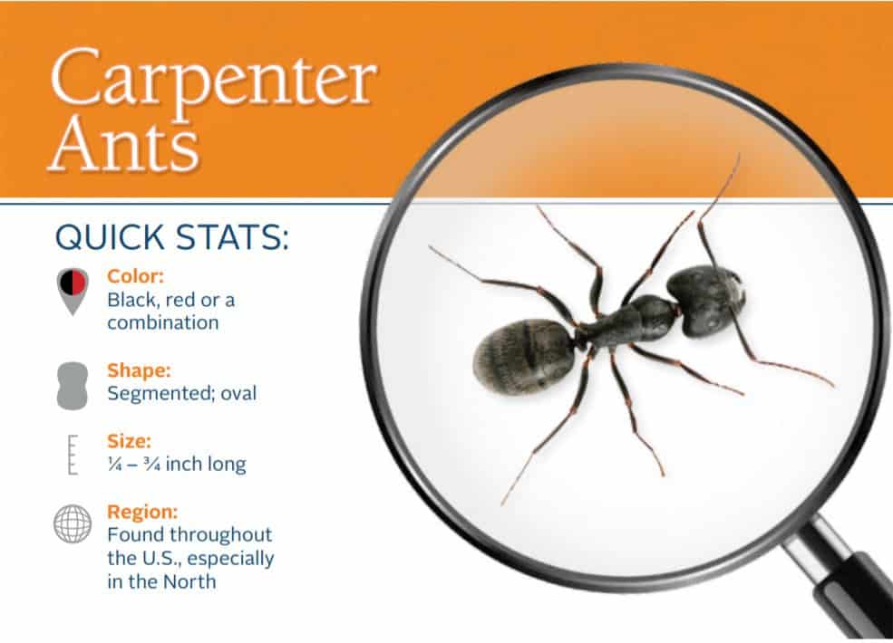 Carpenter Ant Control