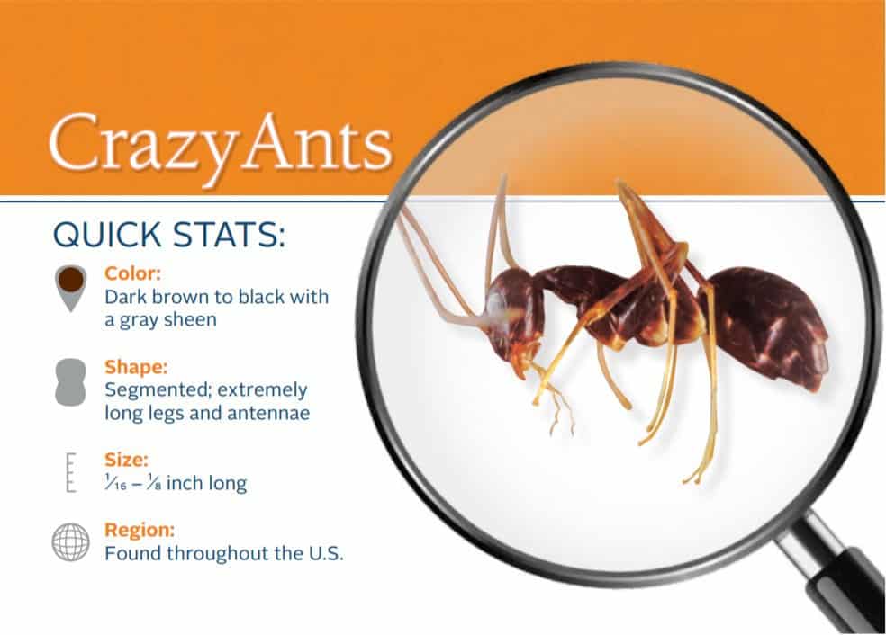 Getting Rid of Crazy Ants Getting Rid of Crazy Ants