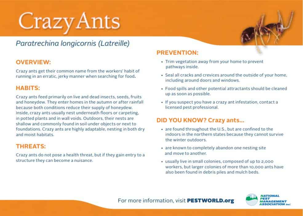 Getting Rid of Crazy Ants Getting Rid of Crazy Ants