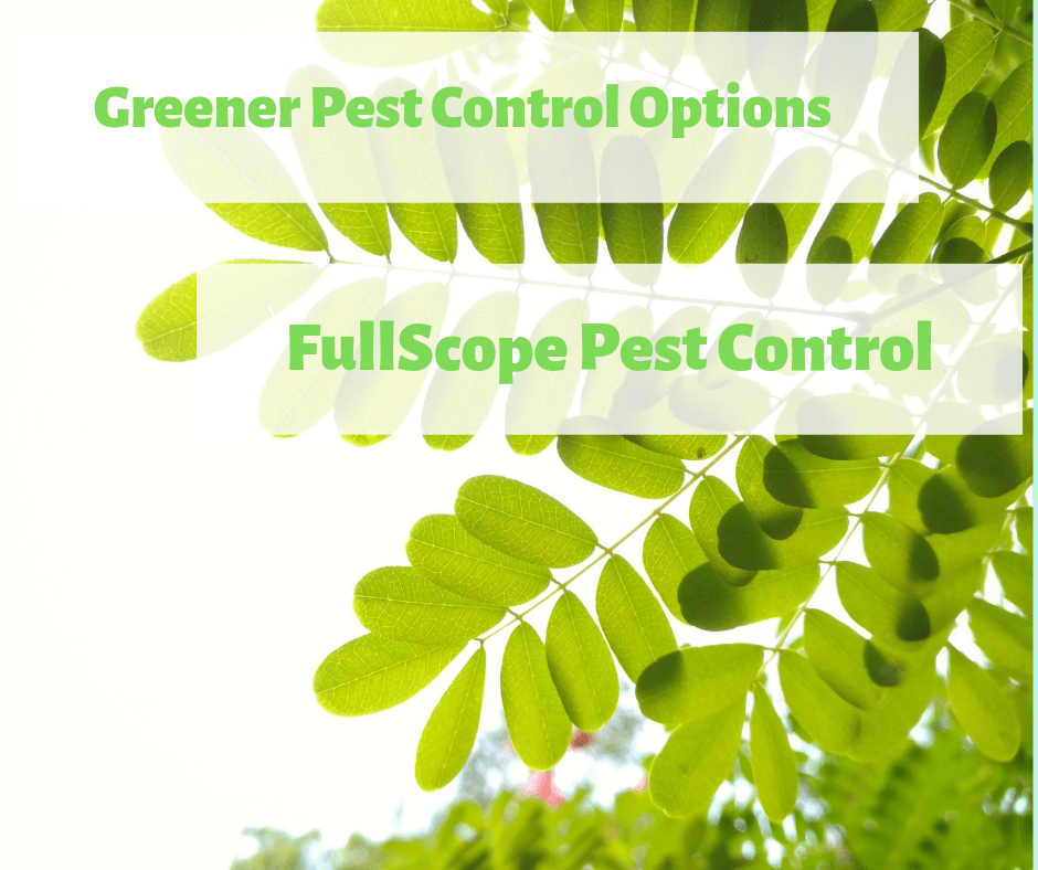 Greener-Pest-Control-Options