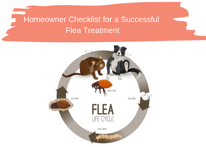 Homeowner Checklist for a Successful Flea Treatment
