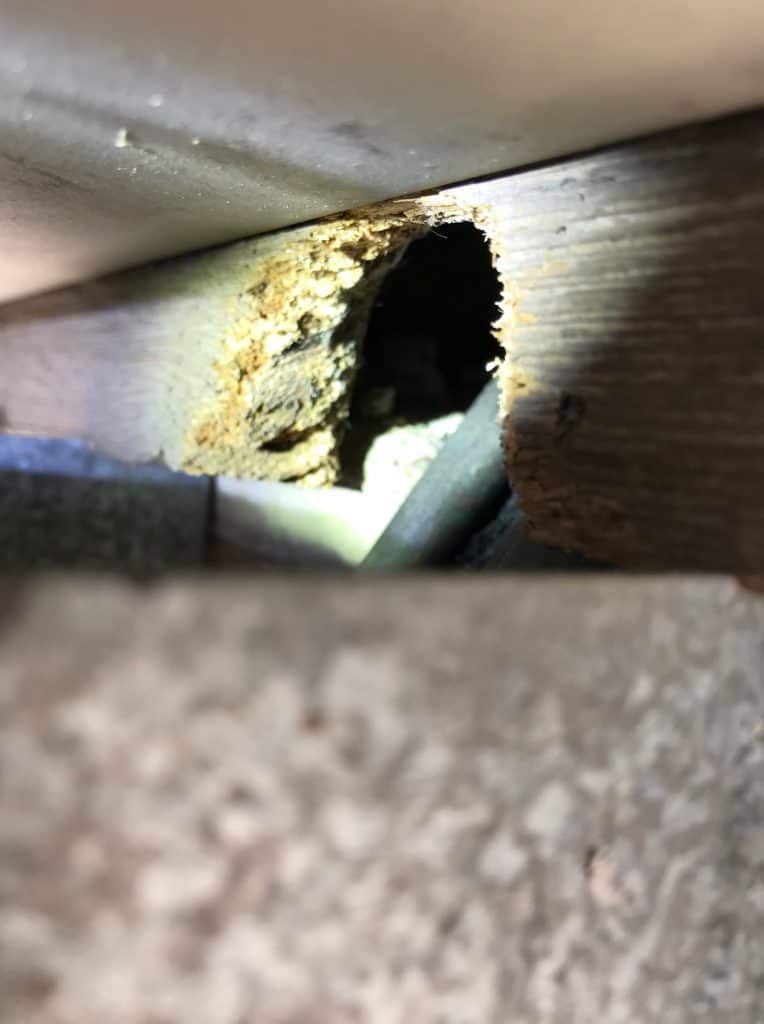 Wildlife Removal Services Wildlife Removal Services