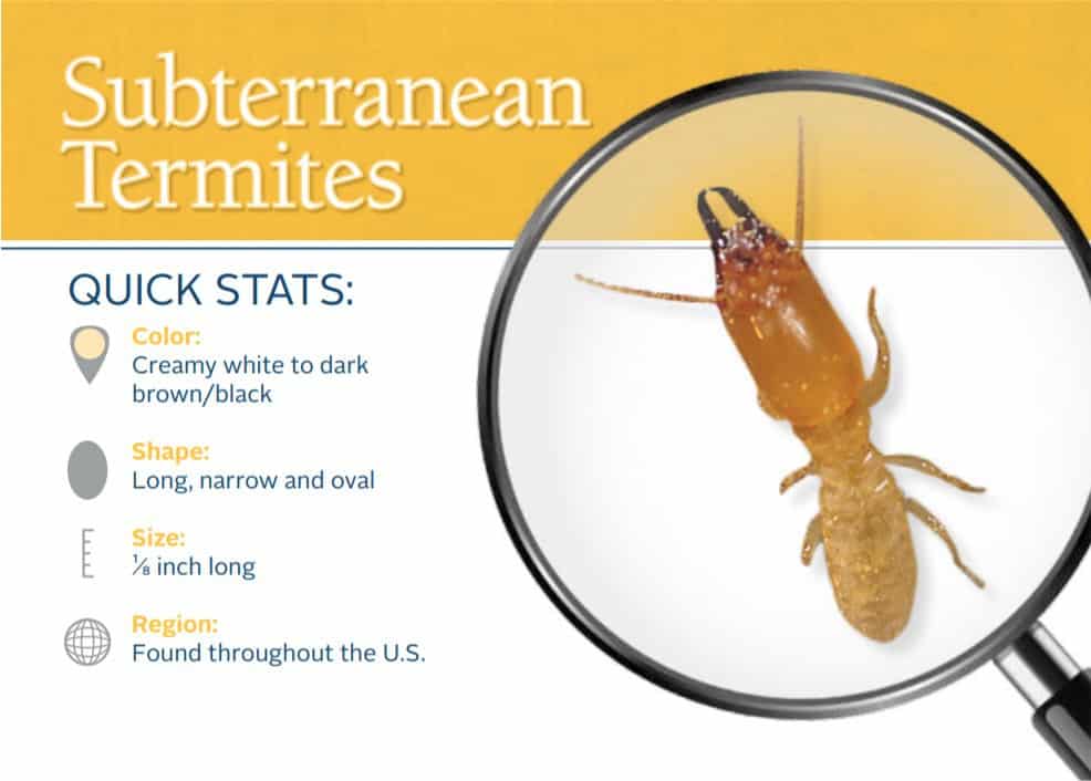 Subterranean Termites Estimate and Inspection