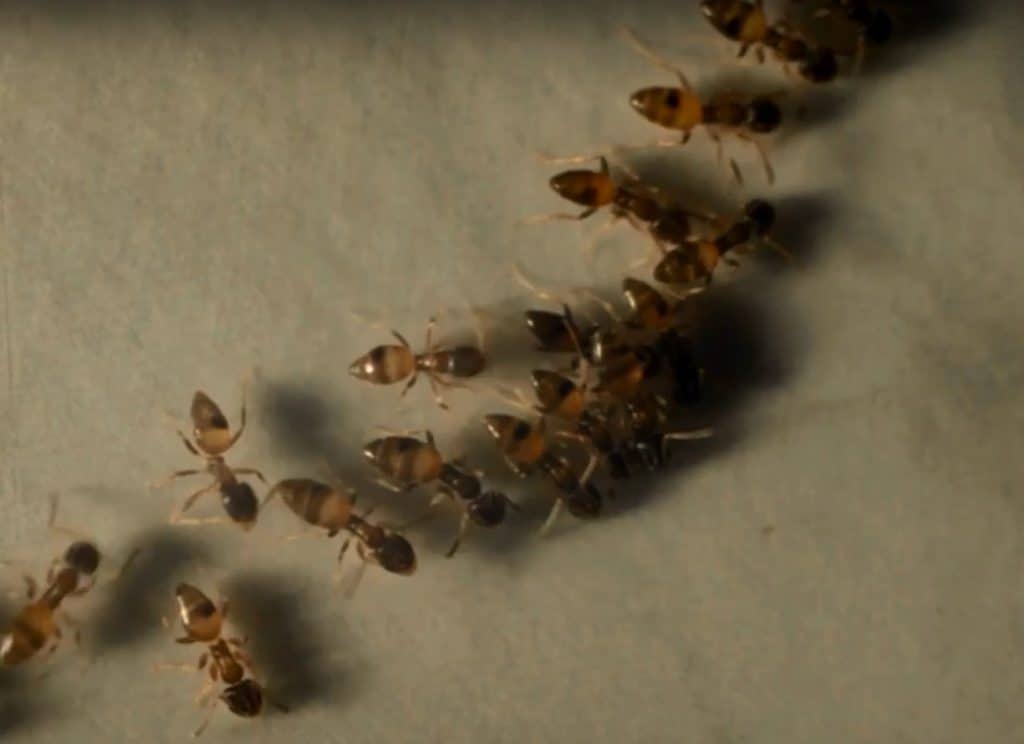 Finding Ants Indoors