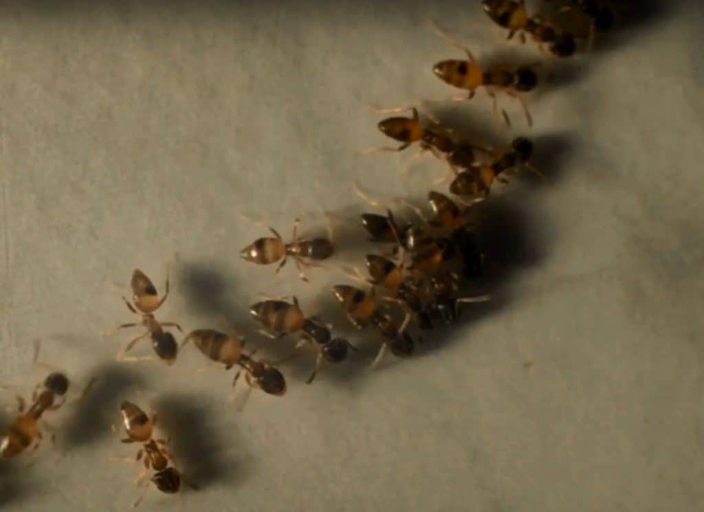 Finding Ants Indoors Finding Ants Indoors