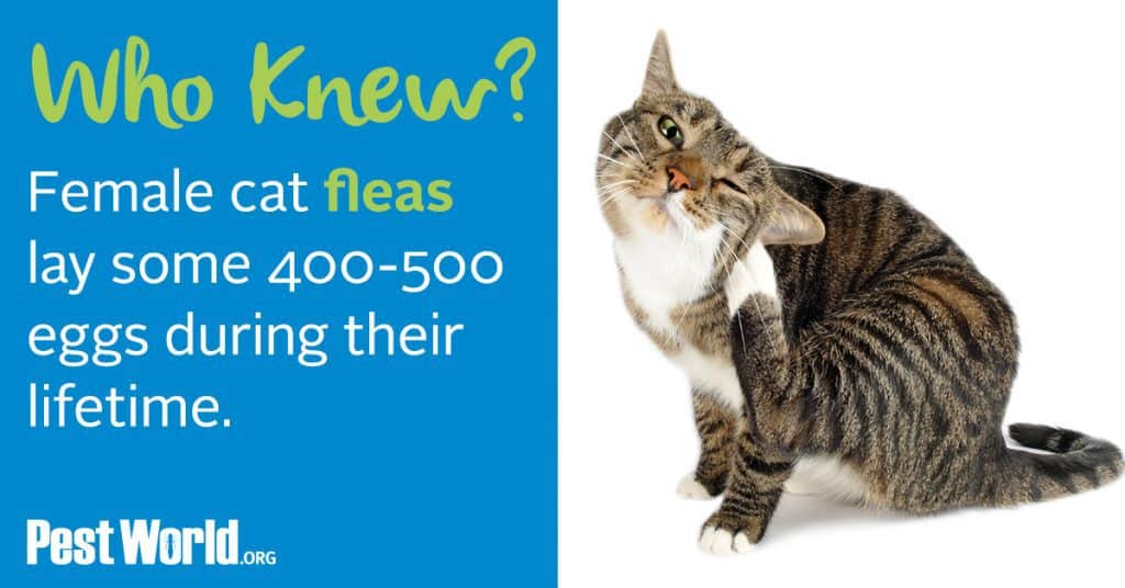 Cat flea extermination Cat flea extermination