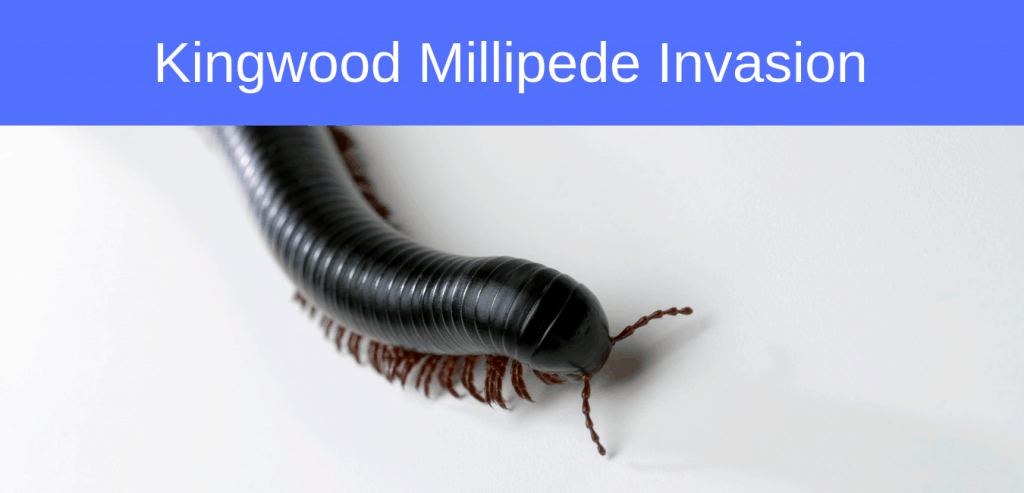 Millipedes are invading Kingwood, TX Millipedes are invading Kingwood, TX