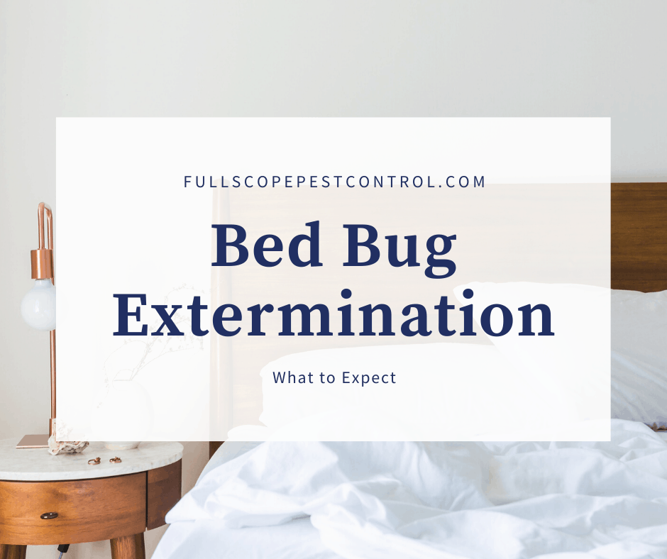 what to expect for bed bug exterminator