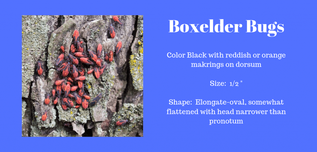 How to prevent Boxelder Bugs