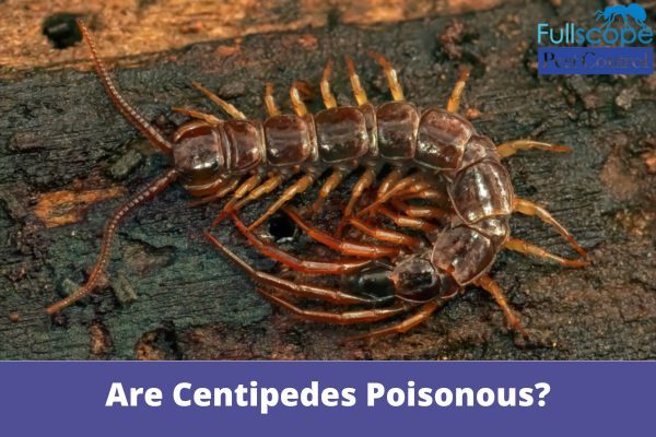 Are Centipedes Poisonous