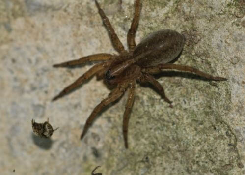 wolf spider