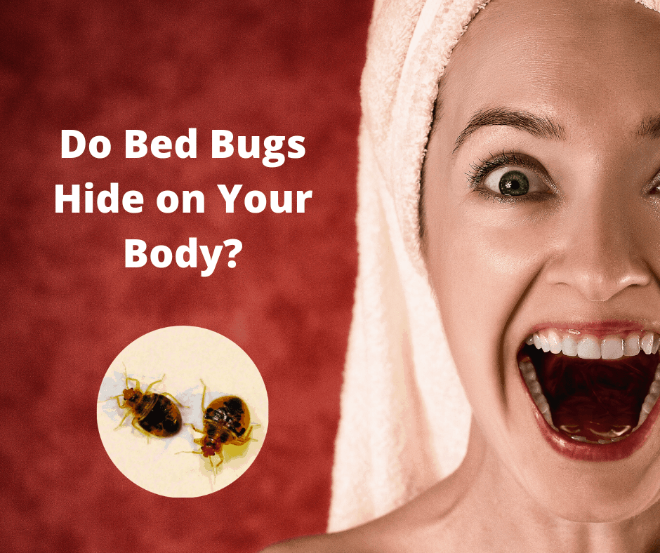 Where Bed Bugs Hide