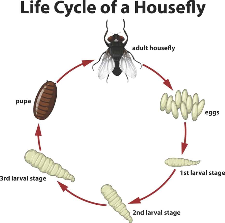 Housefly