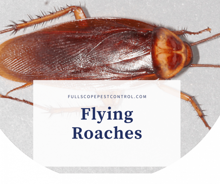 Dealing with Flying Cockroaches FullScope Pest Control