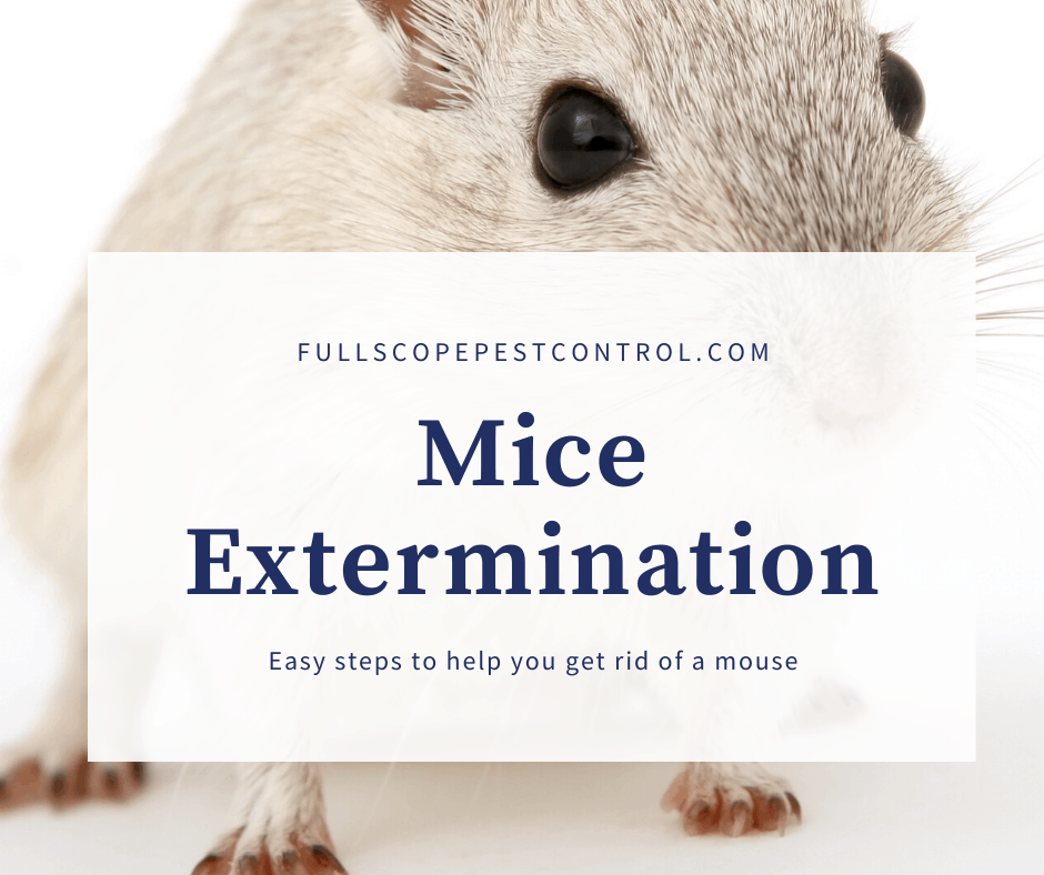 Getting Rid of Mice