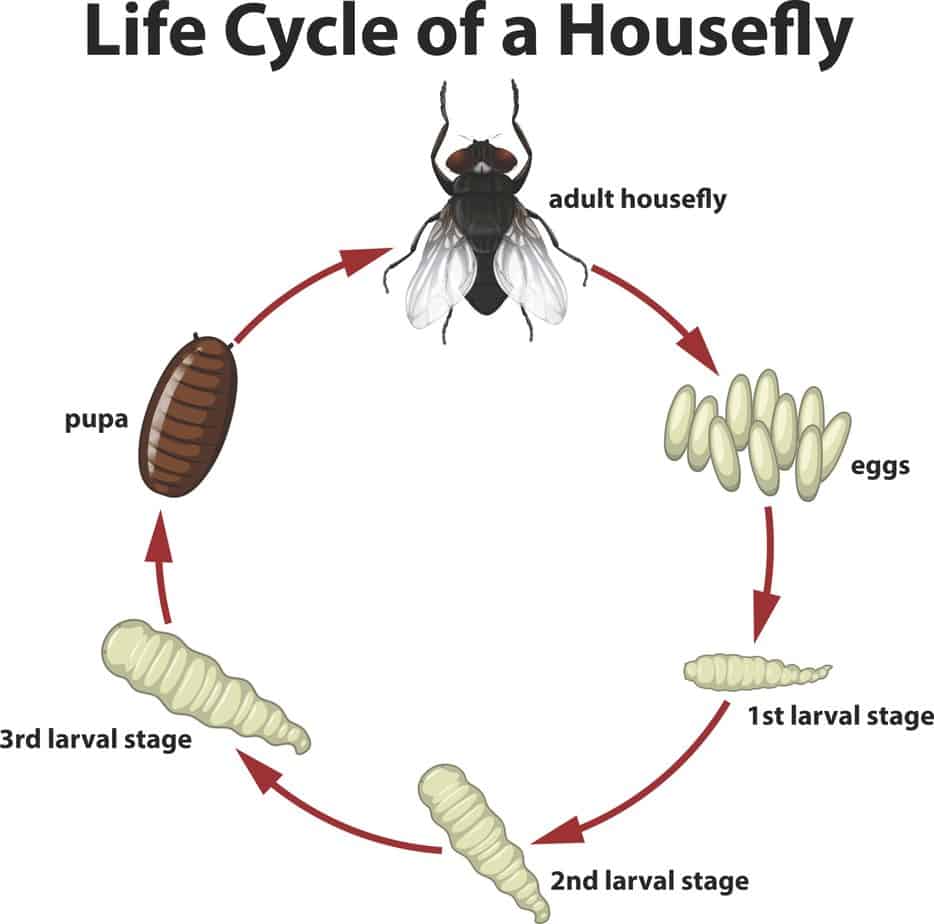 House Fly Control