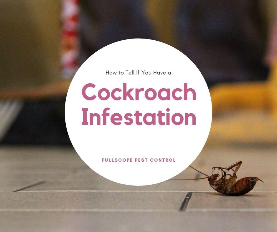 Cockroach-Infestation