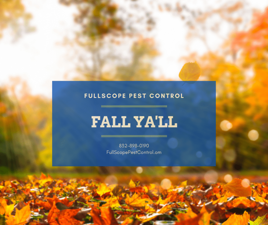 Fall-Pest-Control-Porter-Texas