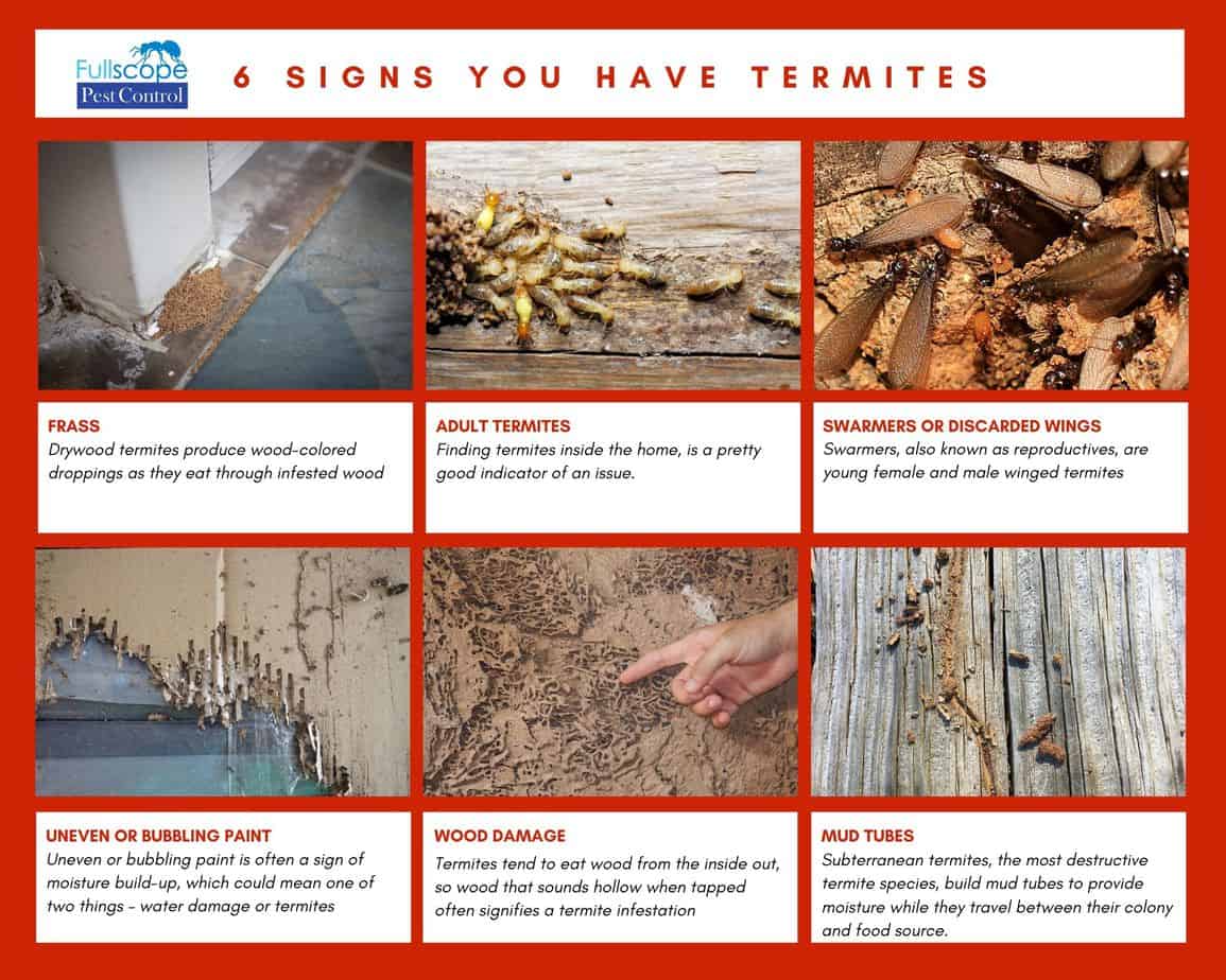 6 signs you have termites