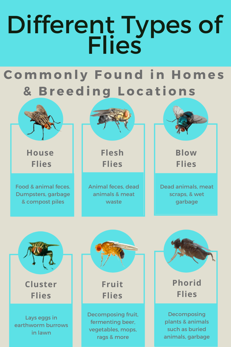 Common Flies in Houses