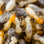 Termite Estimate Free
