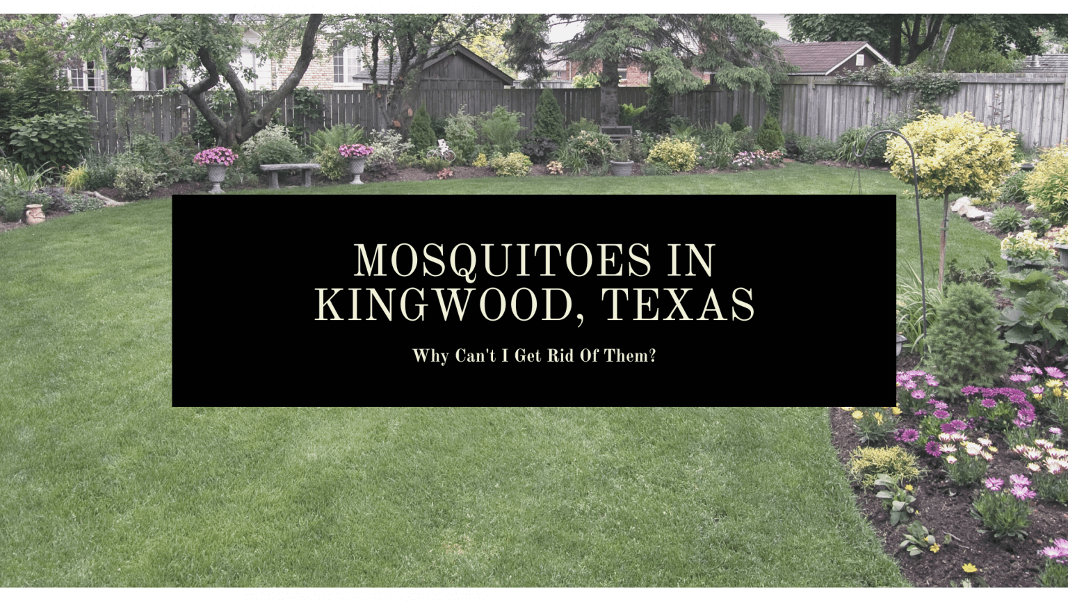 Mosquitoes-in-Kingwood-Texas-